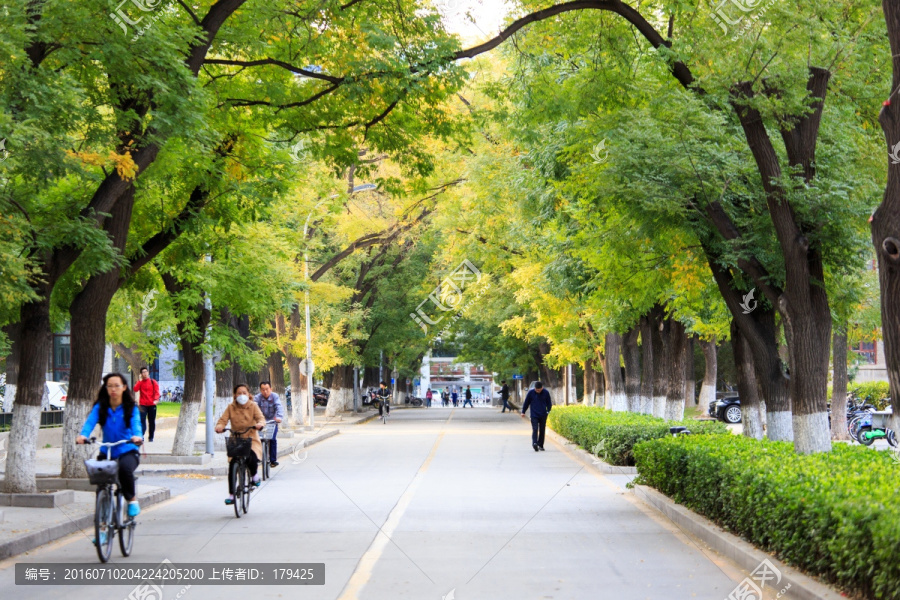 北京大学校园秋色林荫道槐树