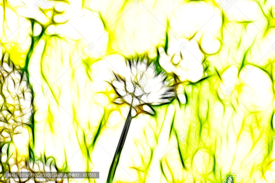 大蔥開花