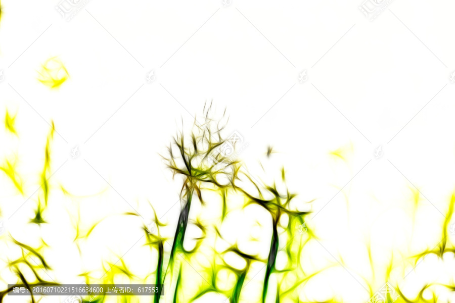 大蔥開(kāi)花
