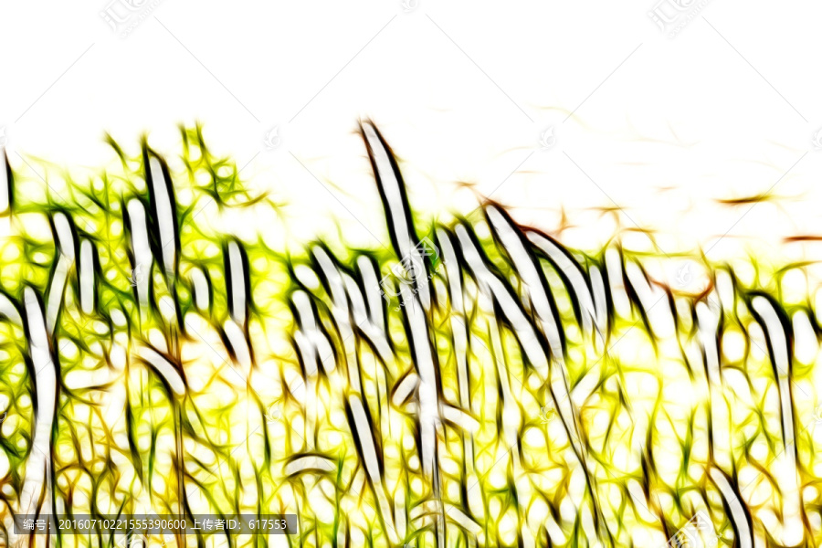 尖草蘆葦狗尾草