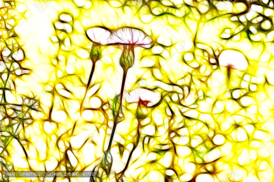 紫花藿香薊