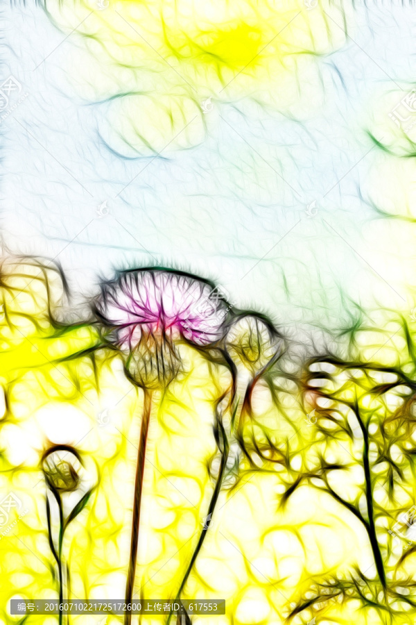 紫花藿香薊