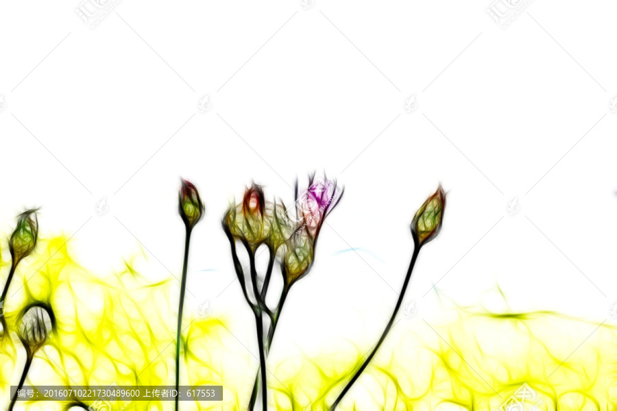 紫花藿香薊
