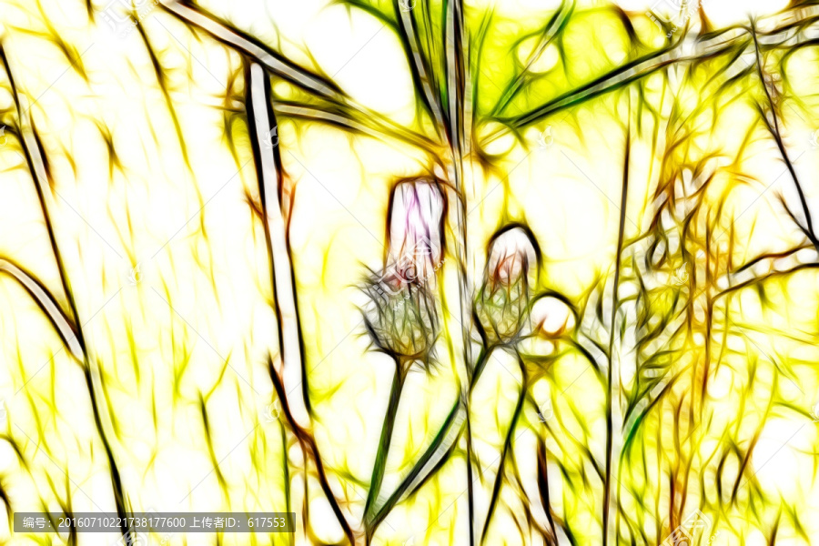 紫花藿香薊