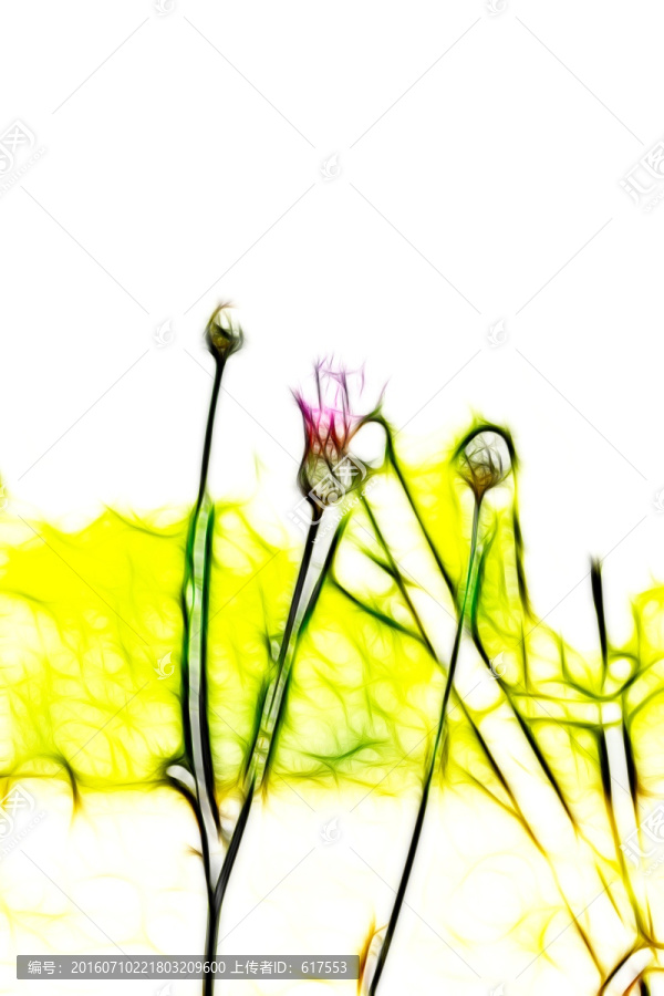 紫花藿香薊