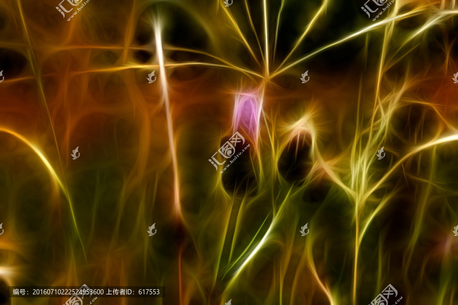 紫花藿香薊