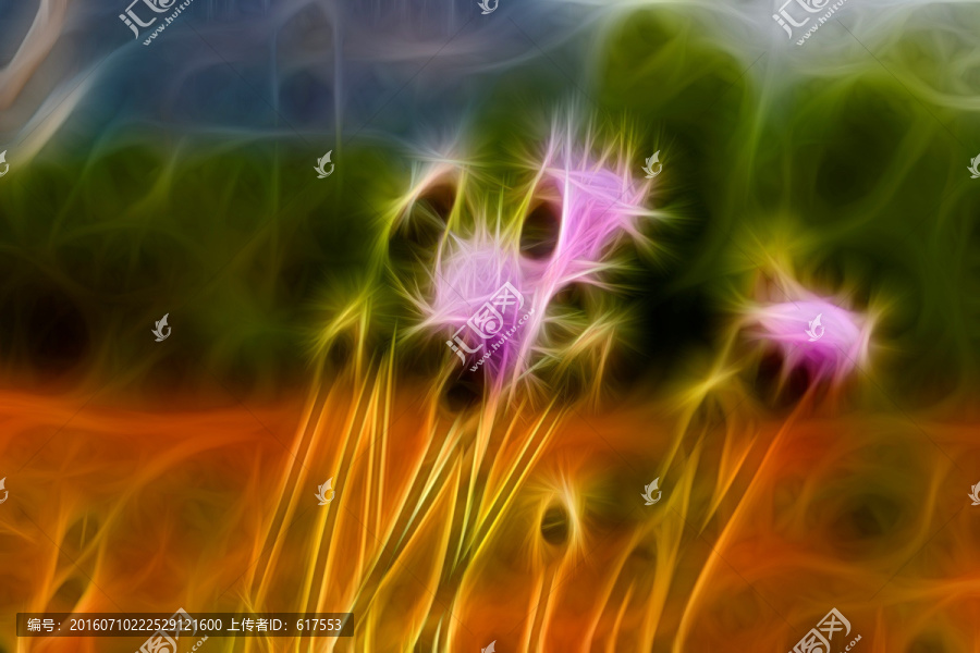 紫花藿香薊