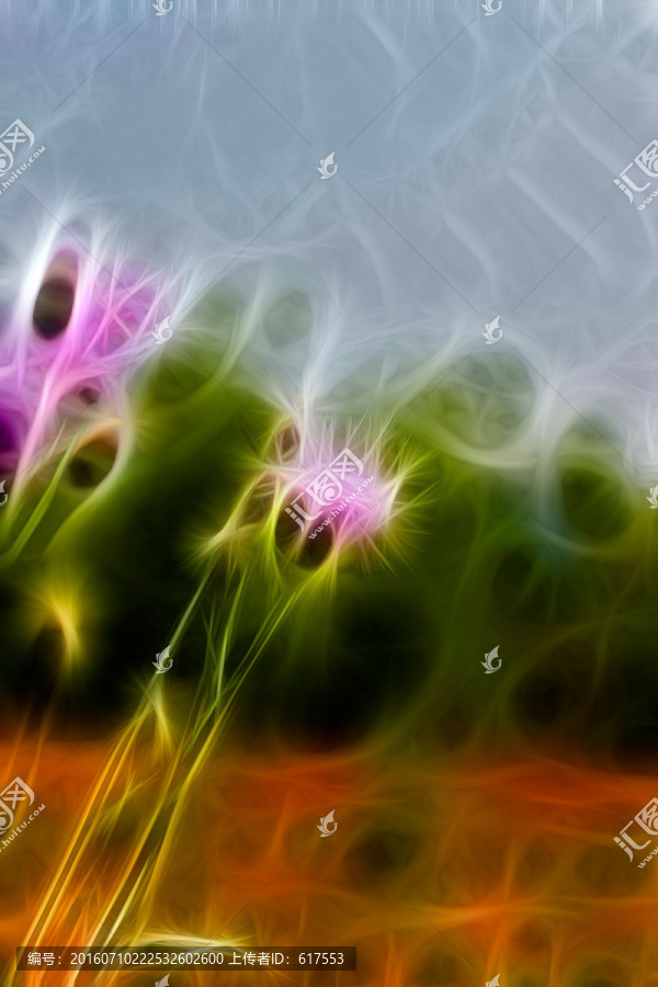 紫花藿香薊