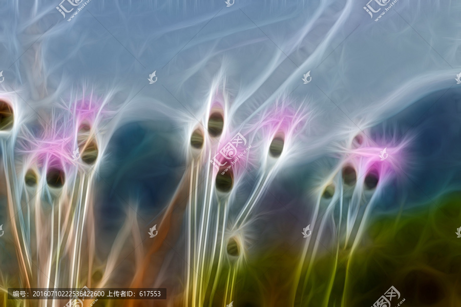 紫花藿香薊