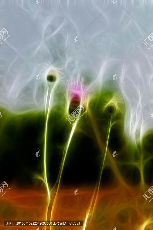 紫花藿香薊