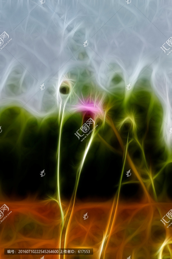 紫花藿香薊