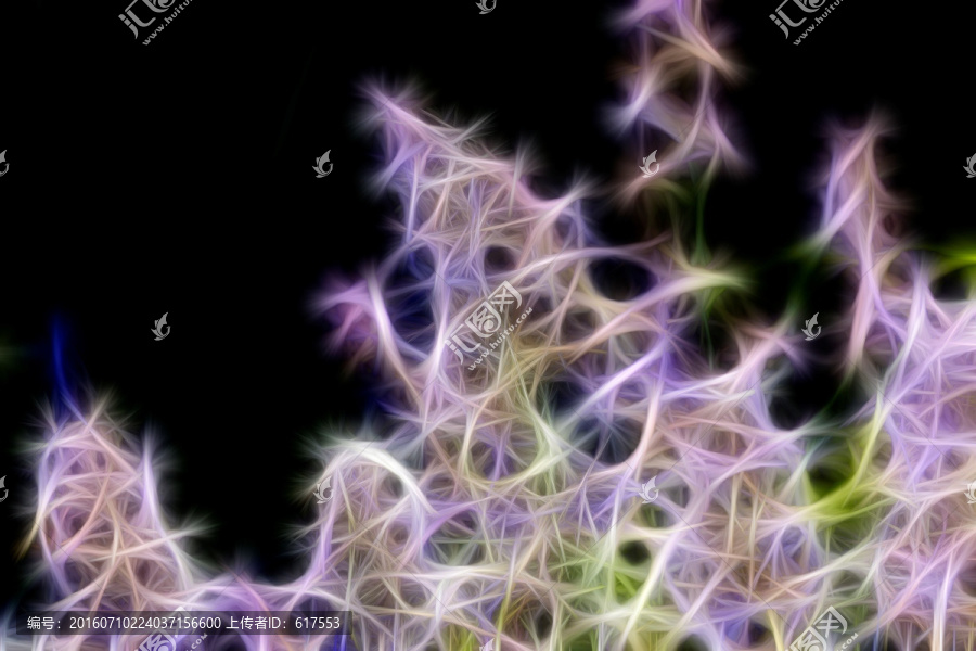 薰衣草