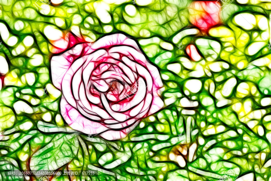 月季花