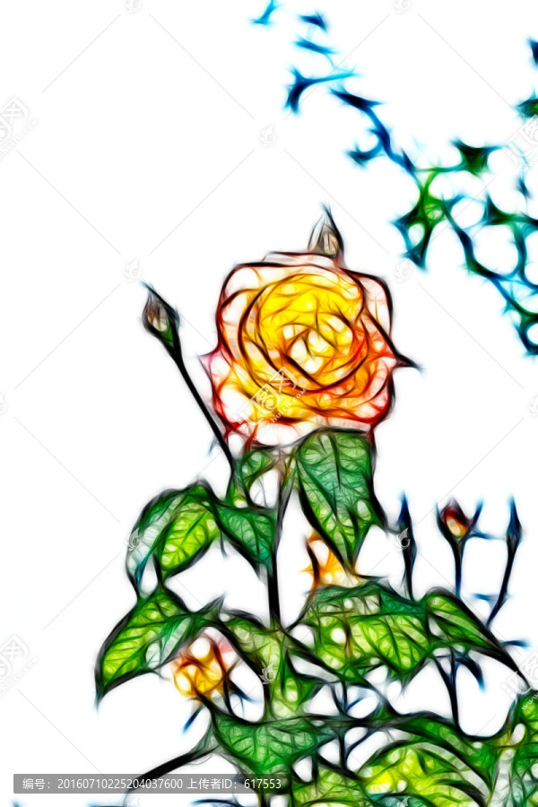 月季花