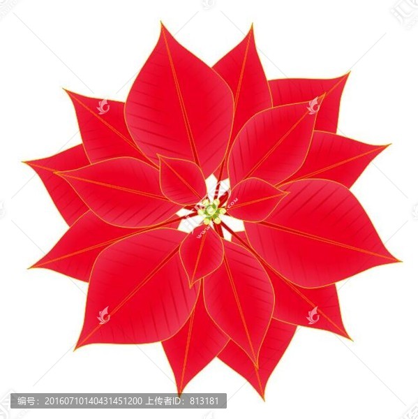 一品紅
