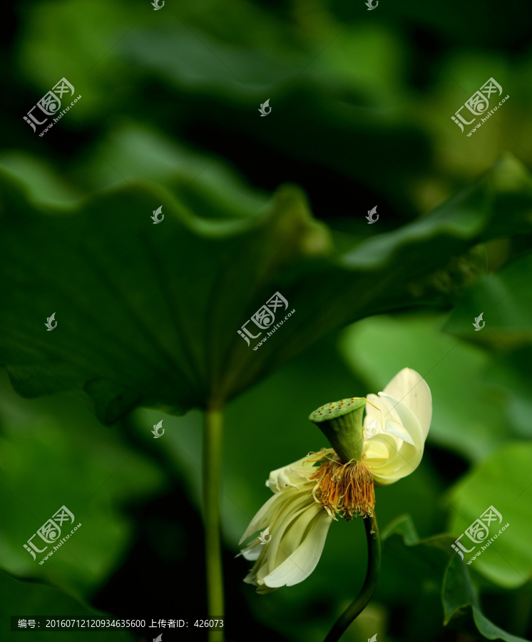 白莲花,莲蓬