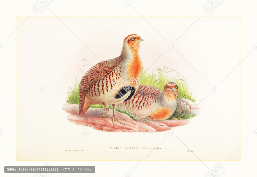 花鳥裝飾畫