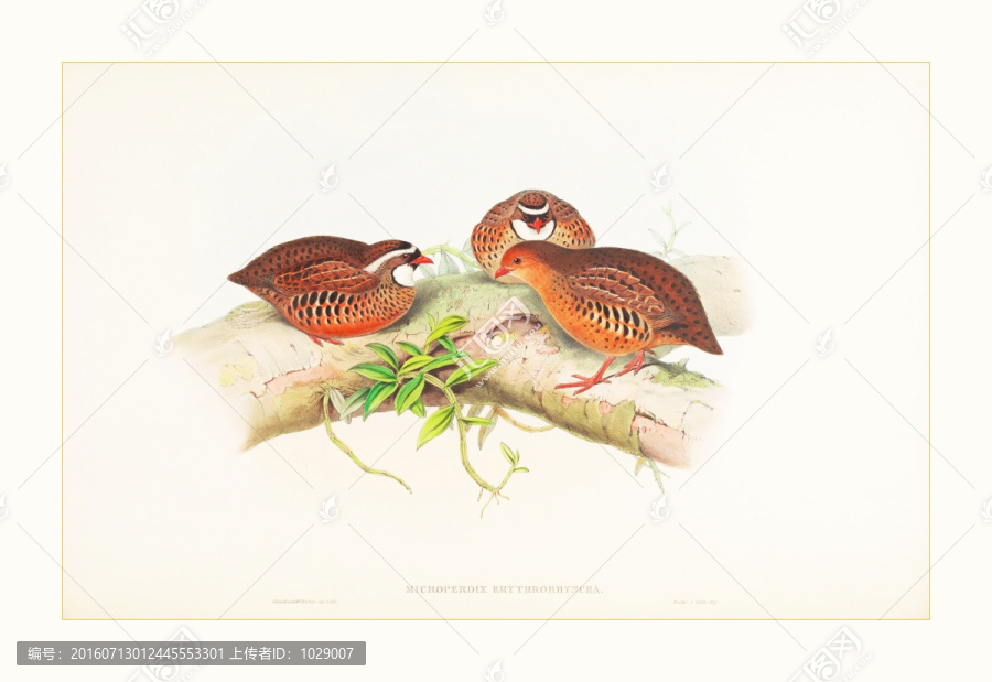花鳥裝飾畫