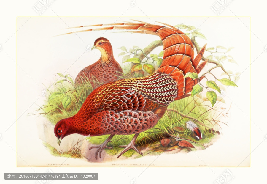 花鳥(niǎo)動(dòng)物油畫(huà)裝飾畫(huà)