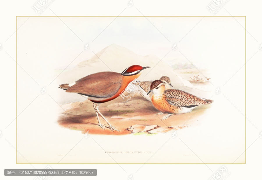 花鳥動(dòng)物水彩畫裝飾畫