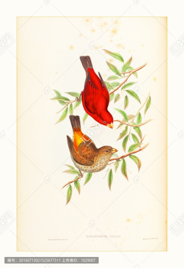 花鳥風(fēng)景油畫水彩畫