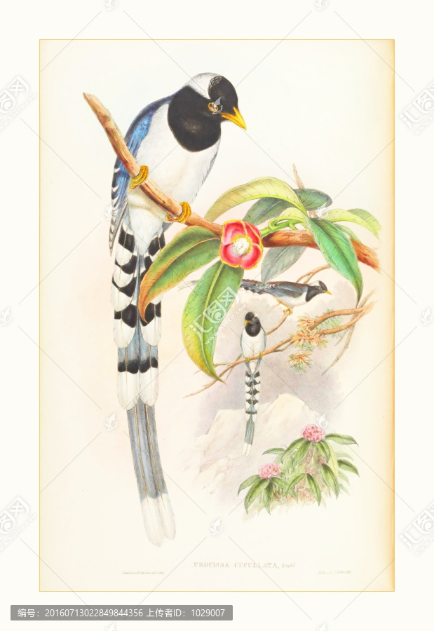 喜鵲花鳥油畫水彩畫