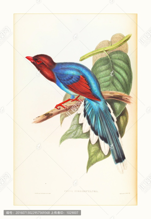 喜鵲花鳥油畫水彩畫