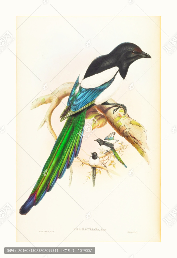 喜鵲花鳥油畫水彩畫