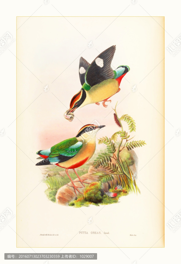 高清花鳥(niǎo)油畫(huà)水彩畫(huà)