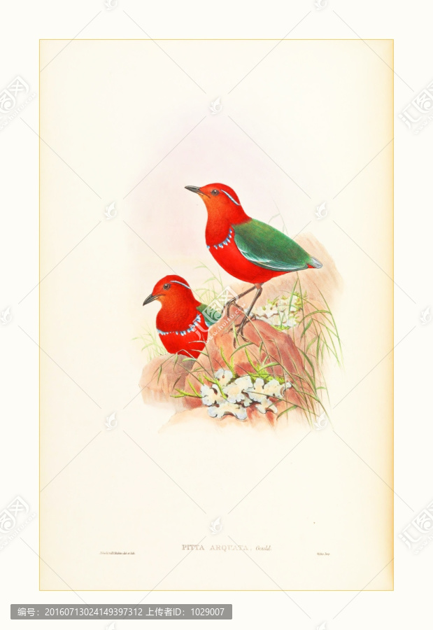 鳥類花卉油畫裝飾畫