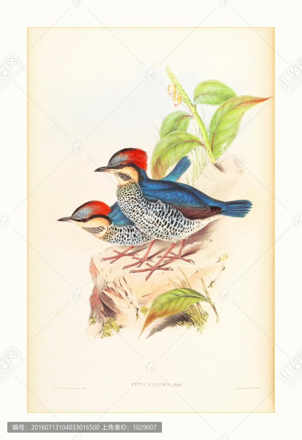 鳥類花卉油畫裝飾畫
