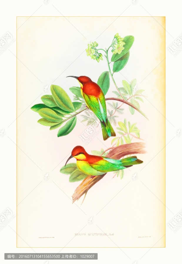 鳥類花卉油畫裝飾畫