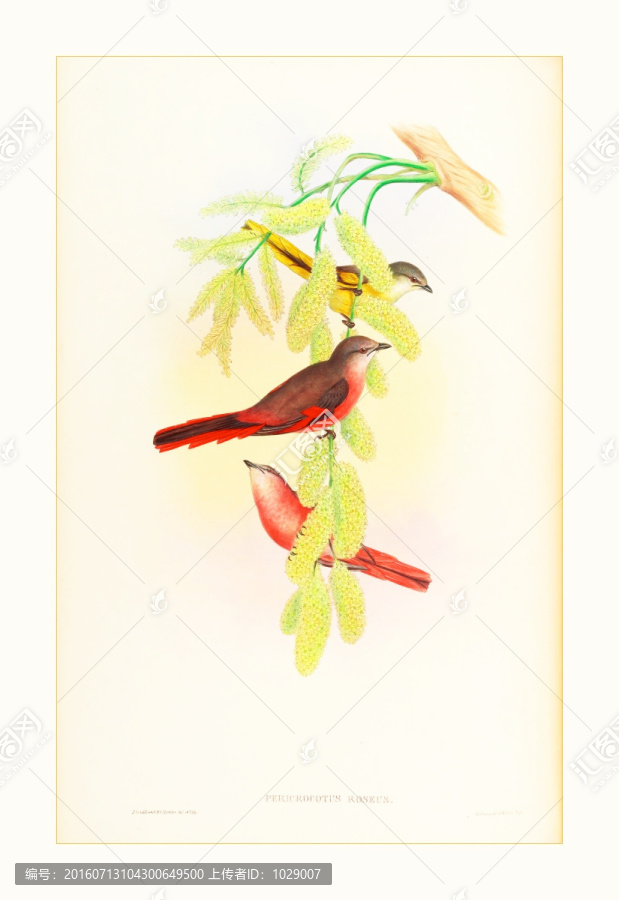 美克美家花鳥水彩畫