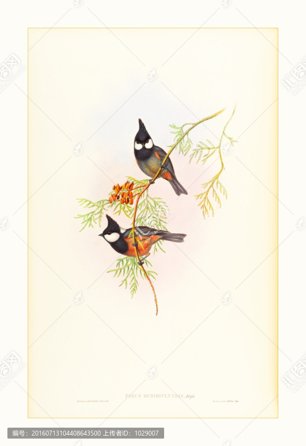 小鳥(niǎo)花卉水彩畫裝飾畫