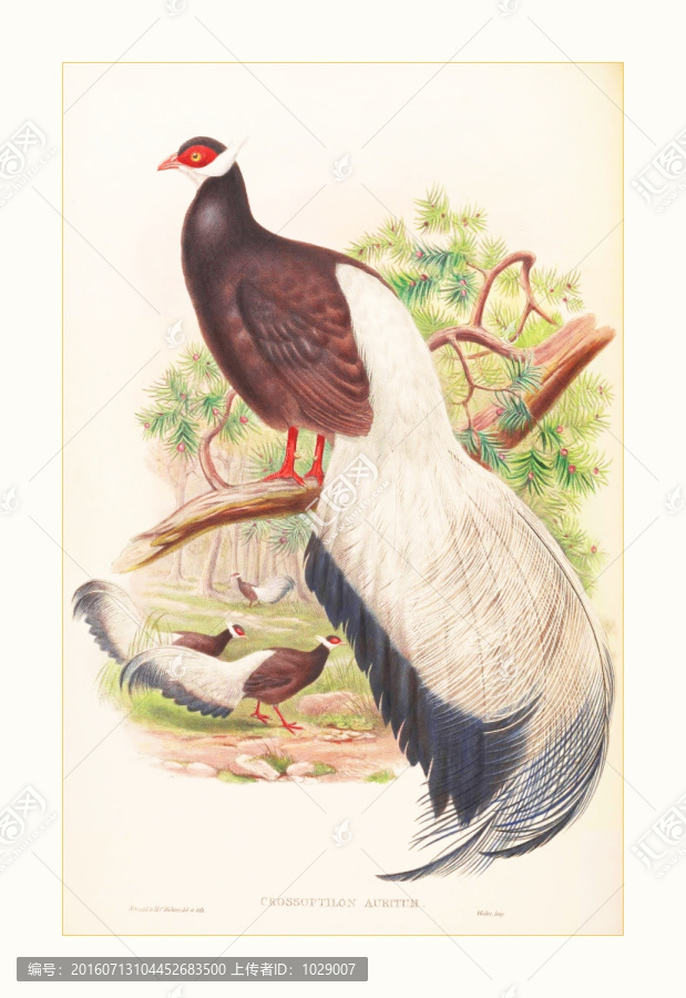 美克美家花鳥水彩畫