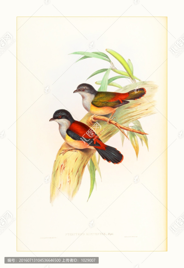 美克美家花鳥水彩畫