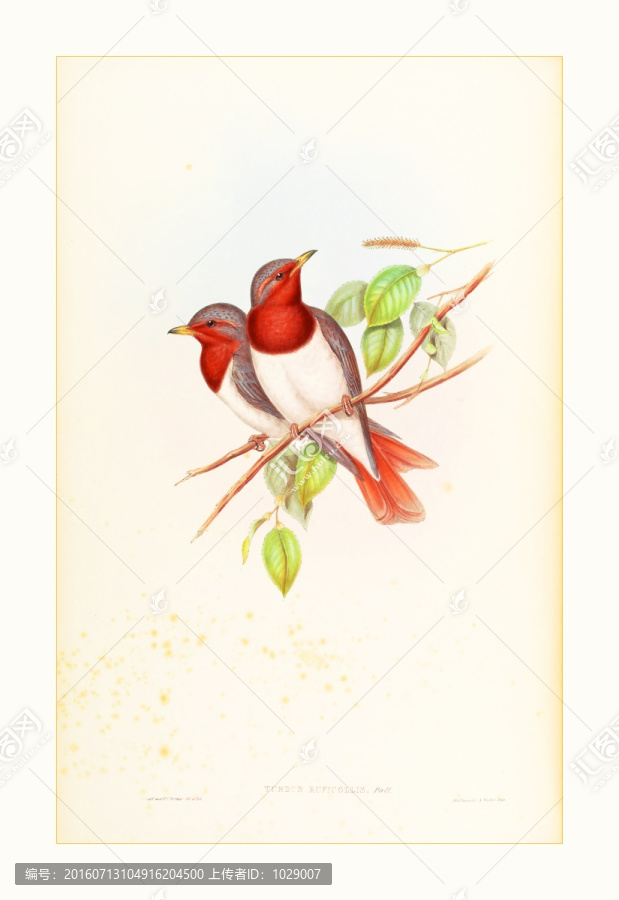 花鳥水彩畫