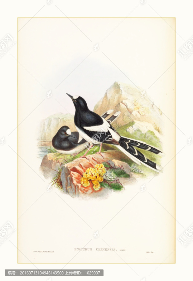 花鳥水彩畫