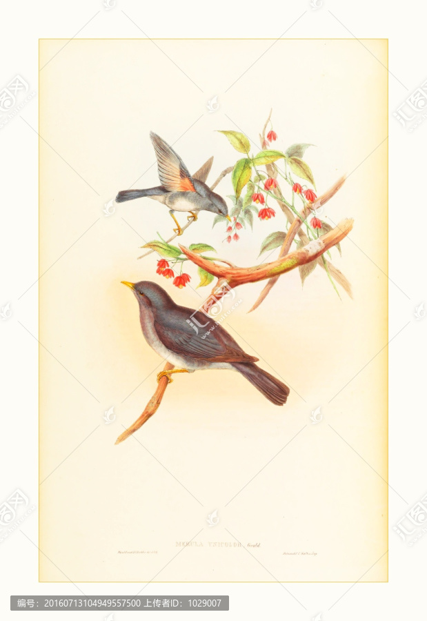 花鳥(niǎo)水彩畫(huà)