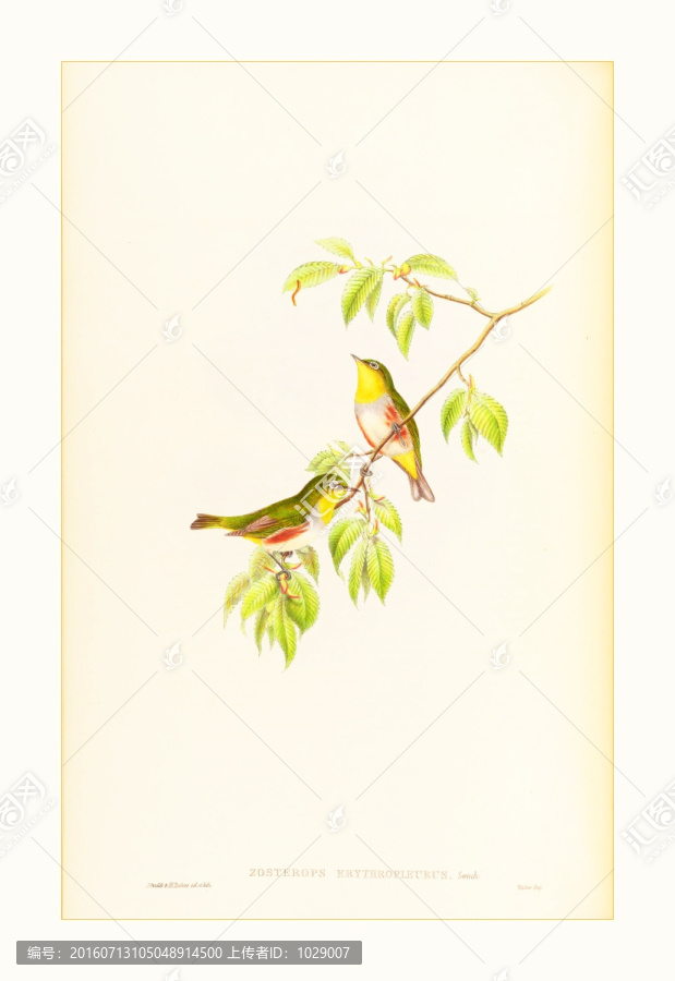 花鳥裝飾畫