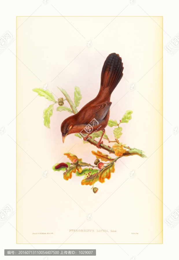 古典花鳥手繪水彩畫