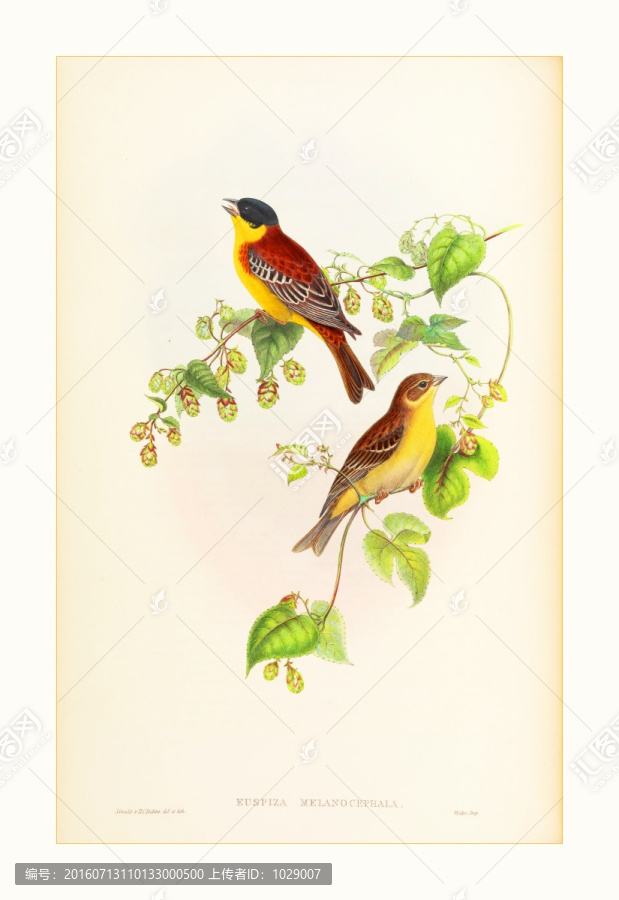 鳥類水彩畫無框畫