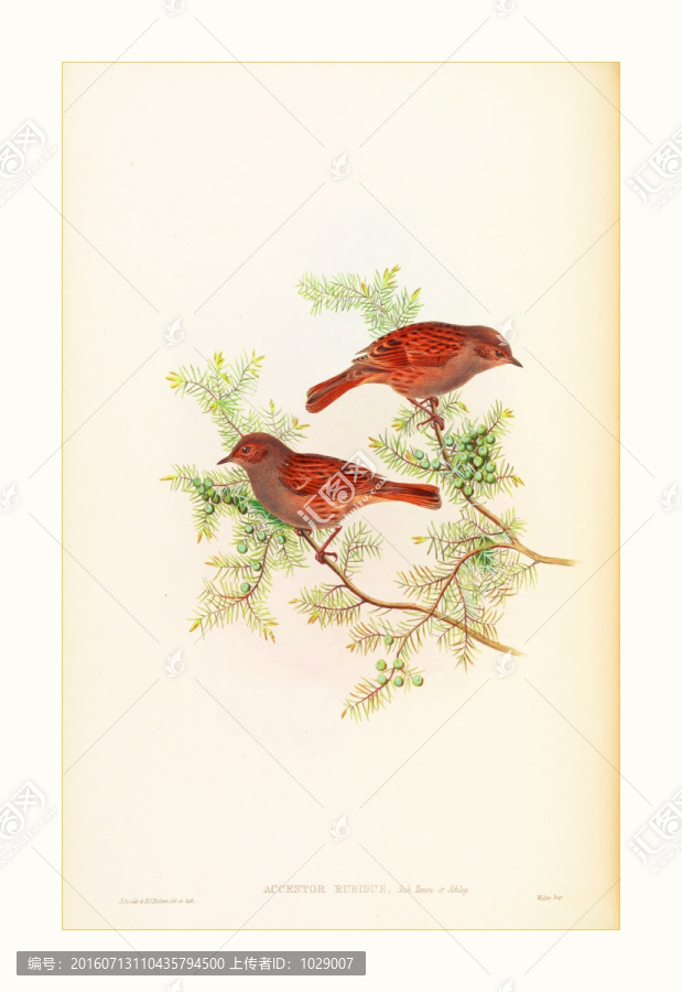 高清花鳥裝飾畫水彩畫