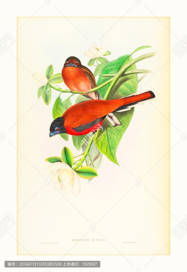 高清花鳥(niǎo)水彩畫(huà)