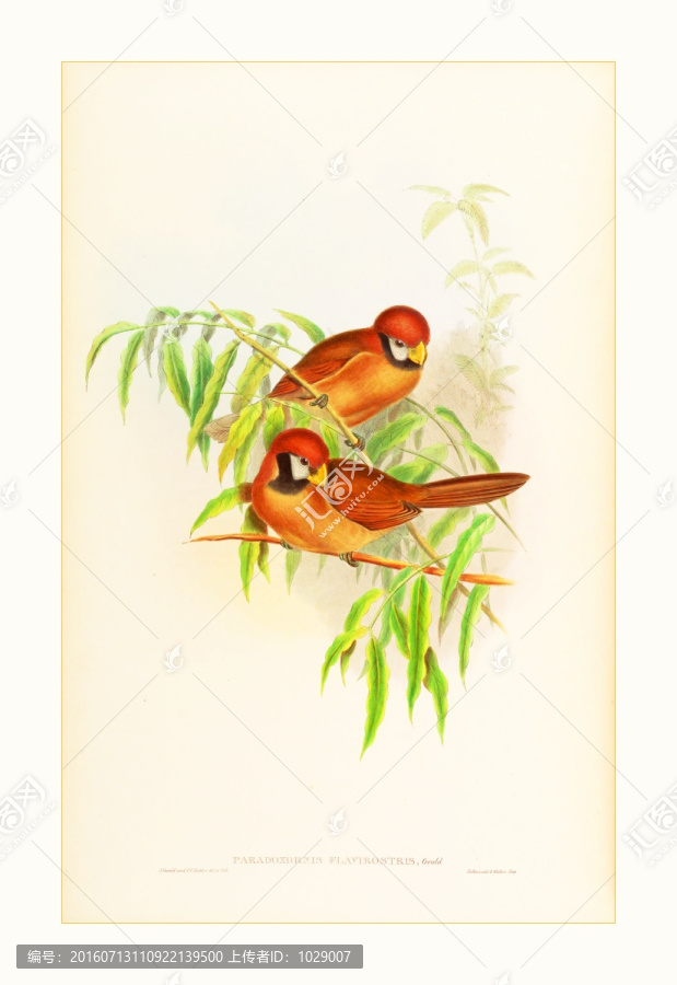 鳥類水彩裝飾畫