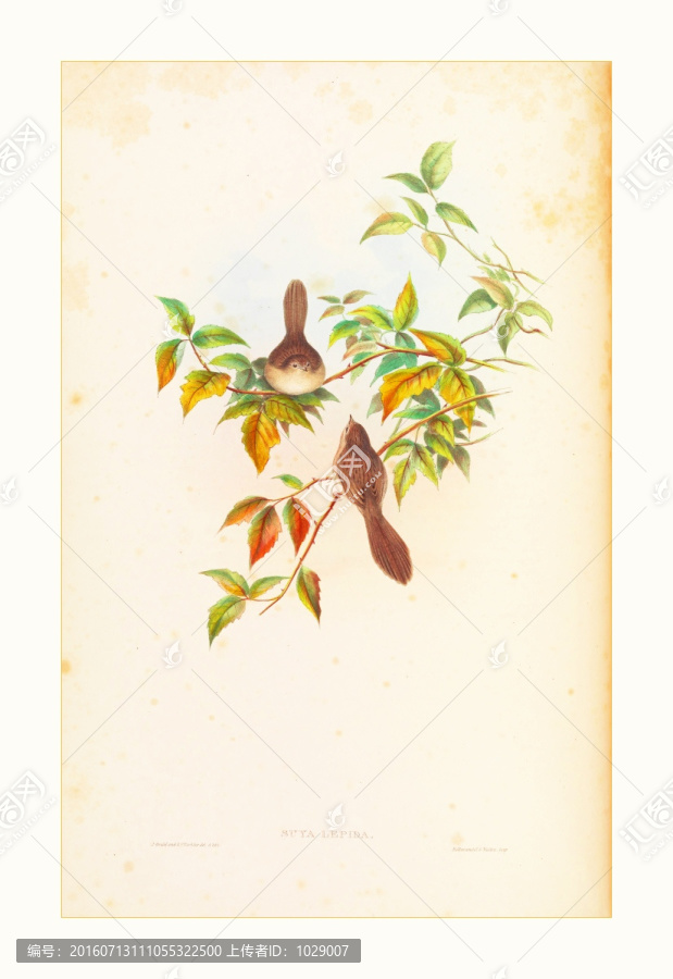 花鳥裝飾畫