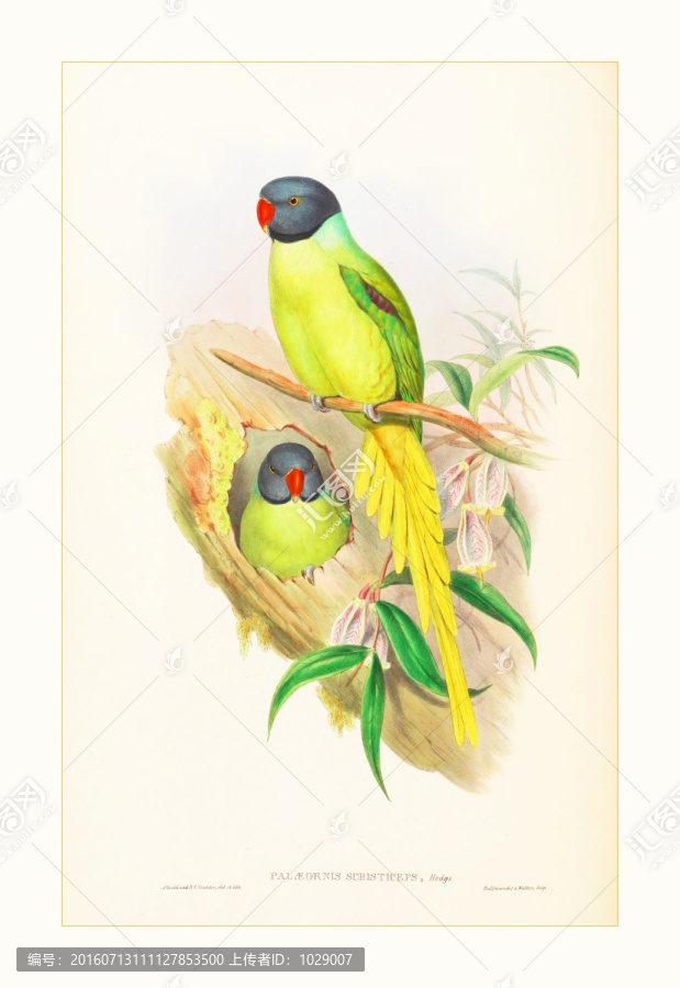 鳥類版畫裝飾畫