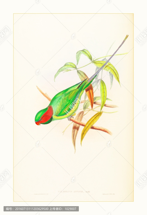 鳥類版畫裝飾畫