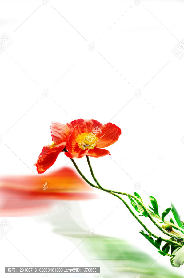 虞美人花開