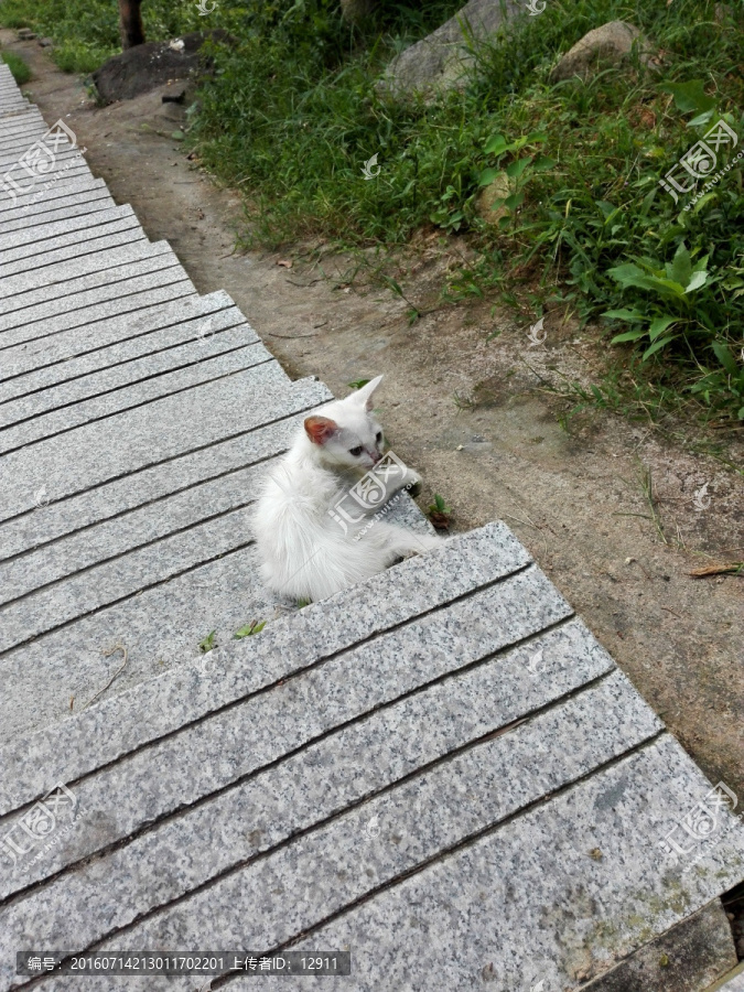 流浪猫,受伤的小猫